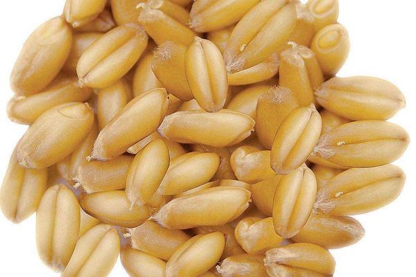 小麥什么時候成熟？