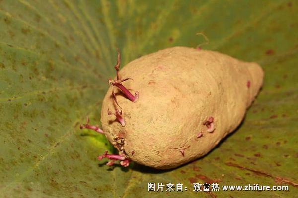 紅薯發芽后是否有毒？