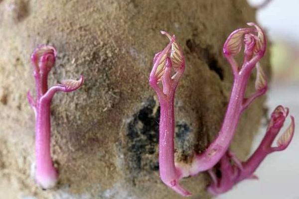 紅薯發芽后是否有毒?