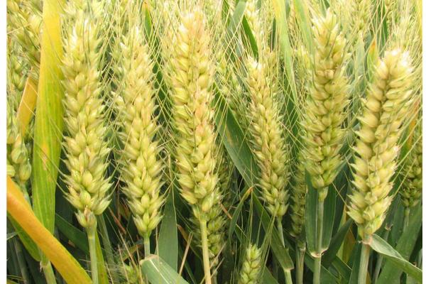 小麥什么時候成熟？