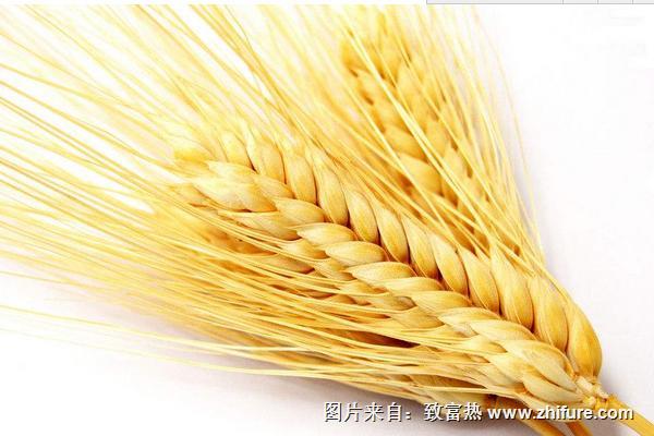 小麥過敏怎么辦？