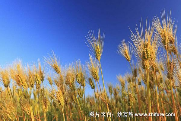 面條是小麥做的嗎？