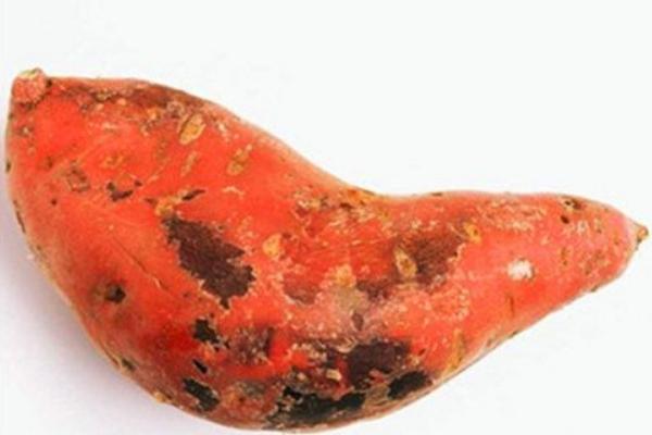 紅薯不能和什么一起吃？