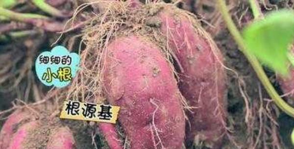 紅薯不能和什么一起吃？