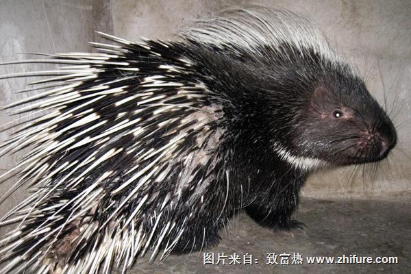 豪豬好養(yǎng)殖嗎?