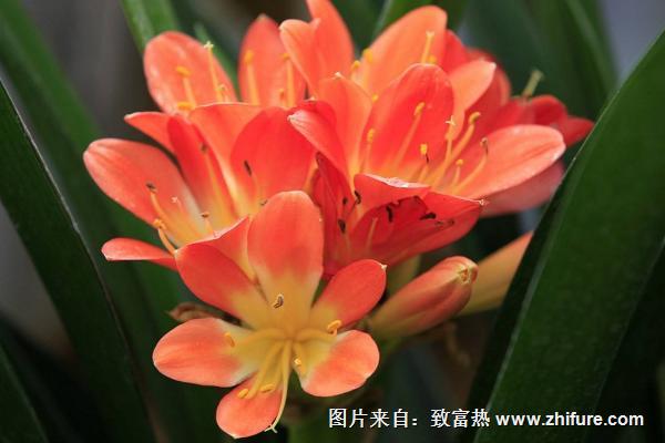 蘭花品種有哪些（圖解）