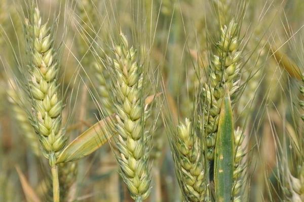 青稞和小麥的區(qū)別是什么?