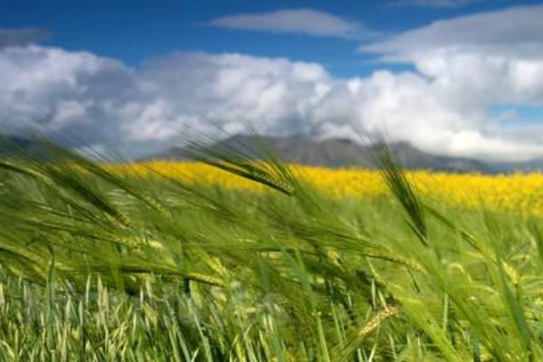 青稞和小麥的區(qū)別是什么?