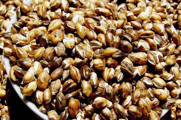 青稞和小麥的區(qū)別是什么?