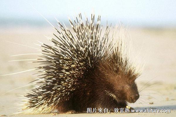 豪豬是刺猬嗎?豪豬和刺猬的區(qū)別