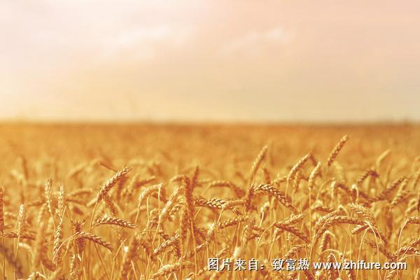 小麥的功效與作用及禁忌