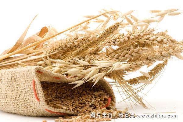 小麥市場價格多少錢一斤？