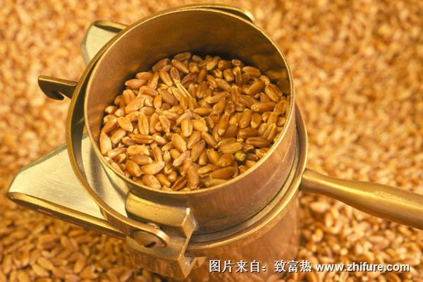 小麥種子價格多少錢一斤？