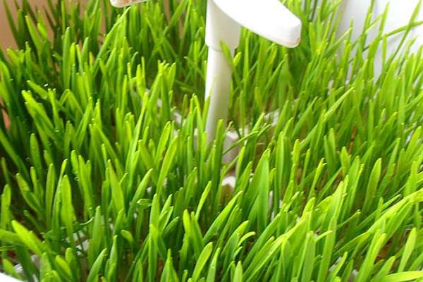 小麥汁的功效與作用及禁忌