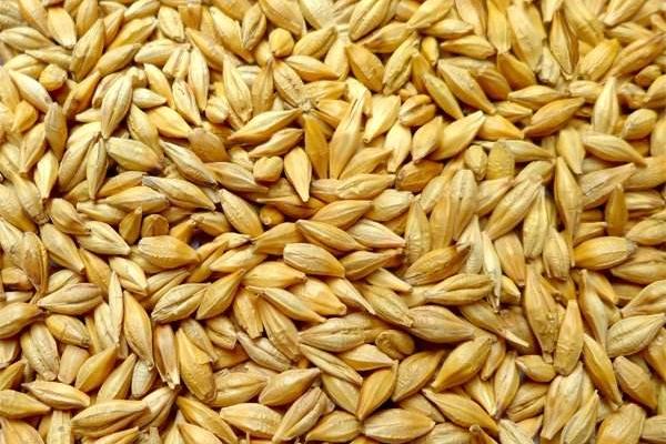 小麥汁的功效與作用及禁忌