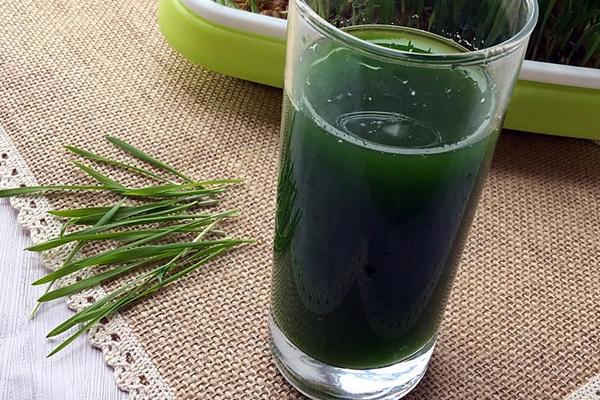 小麥汁的功效與作用及禁忌