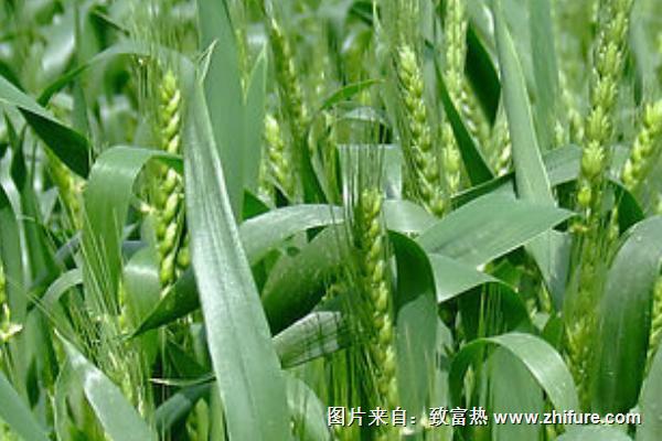 種小麥用什么肥料好？