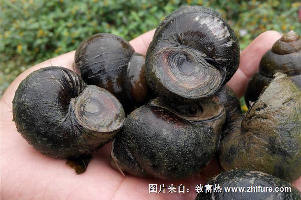 養田螺賺錢嗎？