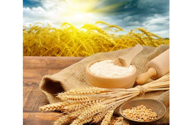 一斤小麥出多少面粉?