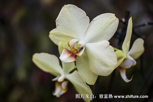 腎蘭花的功效與作用及禁忌