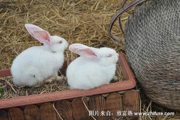 養(yǎng)兔子什么品種好？新手養(yǎng)兔要注意什么？