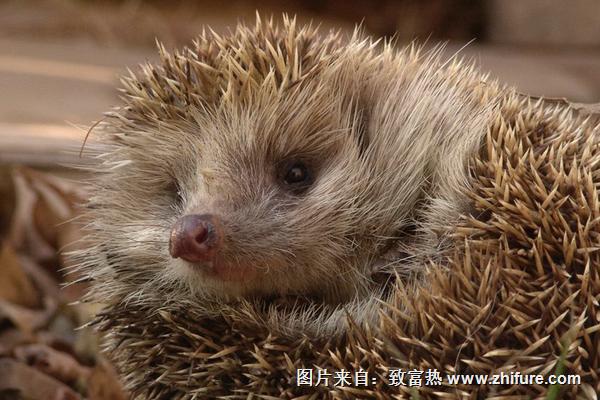 2016養刺猬錢嗎？2016刺猬養殖前景及市場價格行情分析