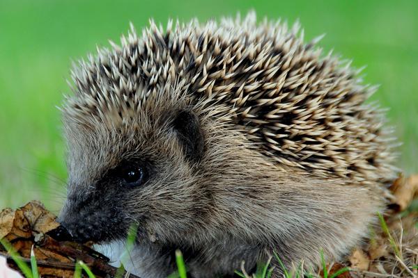 2016養(yǎng)刺猬錢嗎?2016刺猬養(yǎng)殖前景及市場價格行情分析