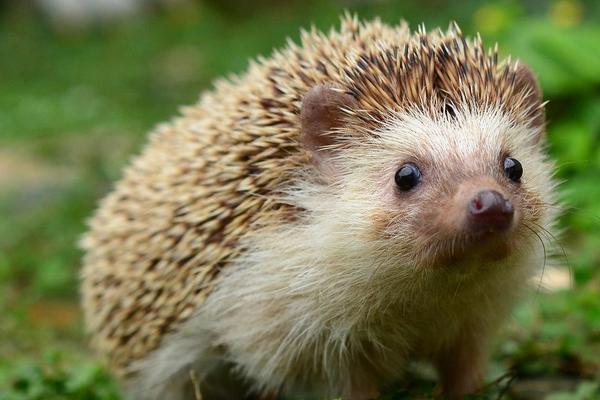 2016養(yǎng)刺猬錢嗎?2016刺猬養(yǎng)殖前景及市場價格行情分析