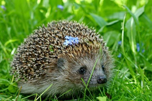 2016養(yǎng)刺猬錢嗎?2016刺猬養(yǎng)殖前景及市場價格行情分析