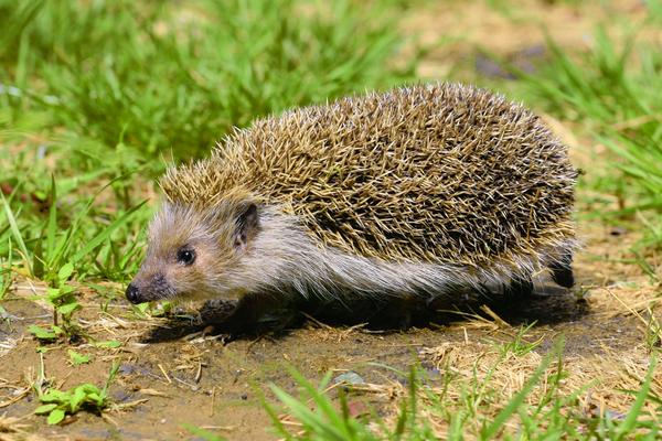 2016養(yǎng)刺猬錢嗎?2016刺猬養(yǎng)殖前景及市場價格行情分析