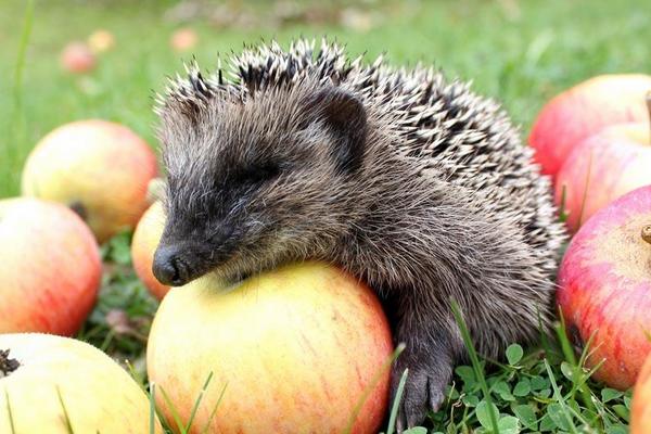 2016養(yǎng)刺猬錢嗎?2016刺猬養(yǎng)殖前景及市場價格行情分析