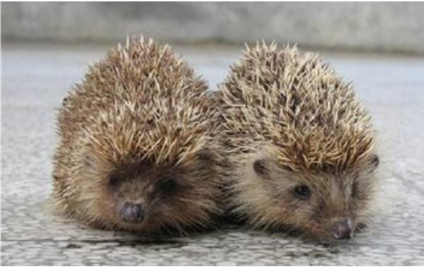 2016養(yǎng)刺猬錢嗎?2016刺猬養(yǎng)殖前景及市場價格行情分析