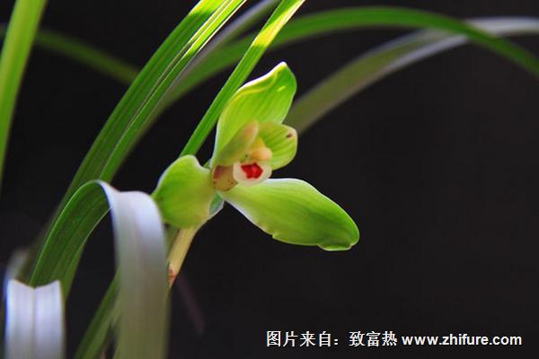 蘭花根爛了怎么辦