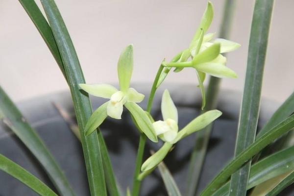 蘭花根爛了怎么辦