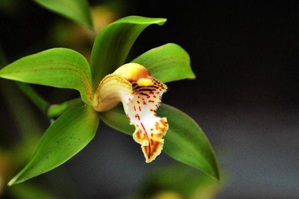 蘭花根爛了怎么辦