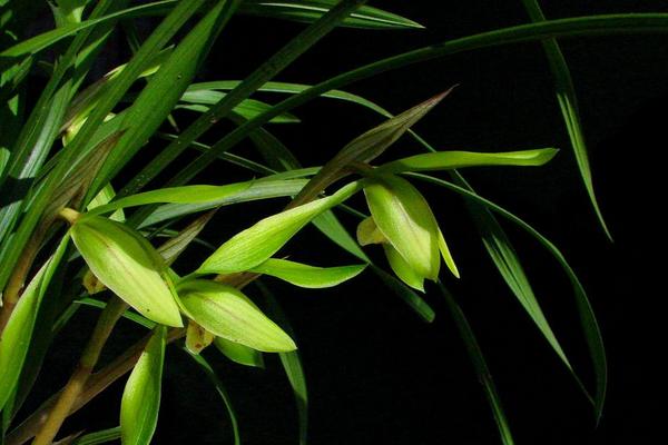 蘭花根爛了怎么辦