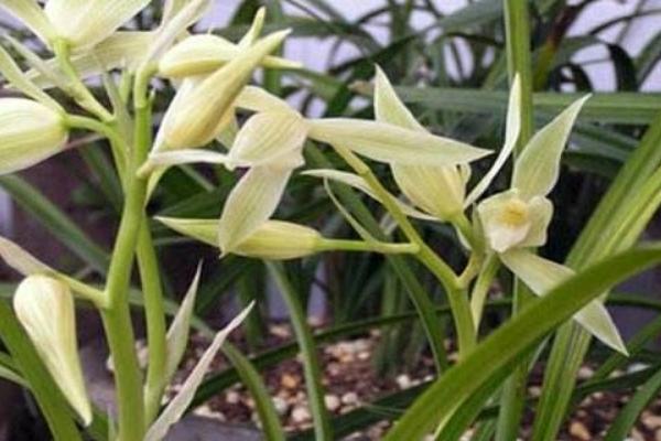 蘭花根爛了怎么辦