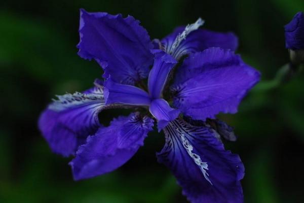 蘭花根爛了怎么辦