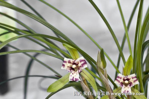 蘭花莖腐病的救冶技術與防治方法