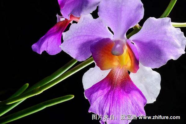 夜蘭花圖片大全