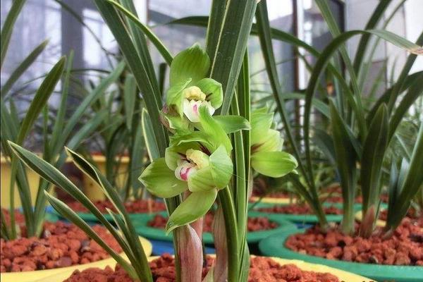 蘭花莖腐病的救冶技術與防治方法