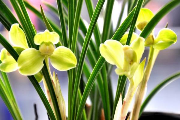 蘭花莖腐病的救冶技術與防治方法