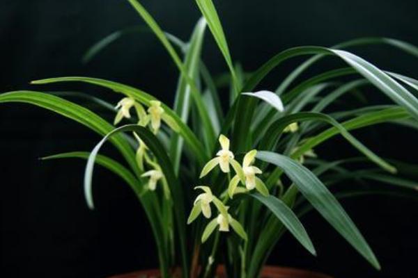 蘭花莖腐病的救冶技術與防治方法