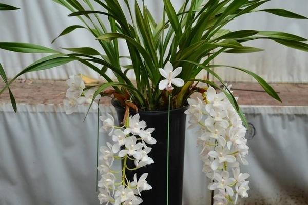 蘭花莖腐病的救冶技術與防治方法