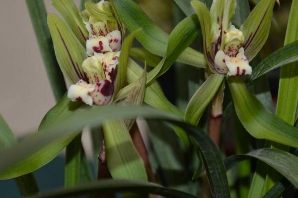 蘭花莖腐病的救冶技術與防治方法