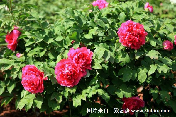 牡丹花功效與作用及禁忌