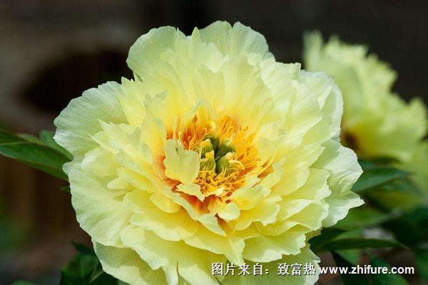 牡丹花什么時候開花