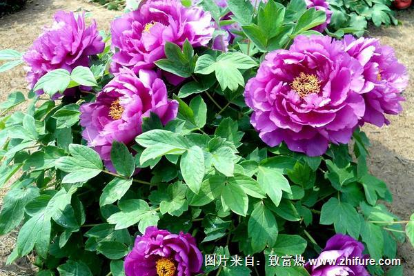 牡丹花什么時候種植