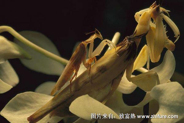 蘭花螳螂介紹及圖片大全