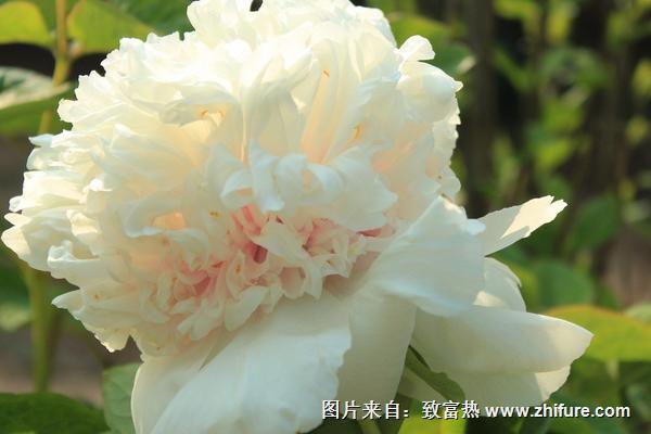 牡丹花是什么顏色